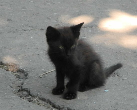 Грустнокот