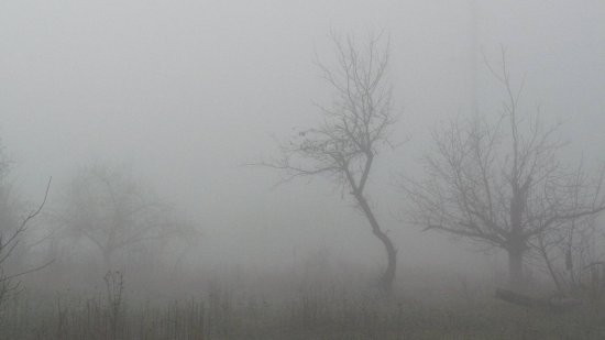 кривое дерево в тумане