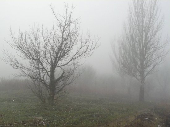 деревья в тумане