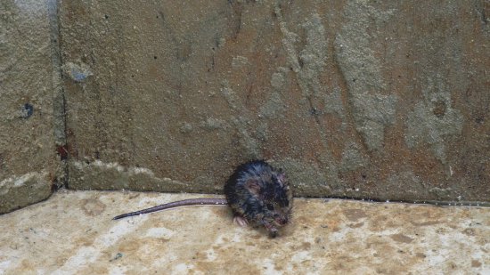 Мышь чешет лапы
